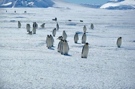 Van-e élet az antarktiszi poláris kinyilatkoztatás