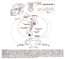 Az ösztrogén - a szerkezet, szintézis, akció