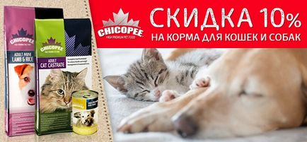 Felidae macska - cica (felide macskák és kiscicák), az online pet store