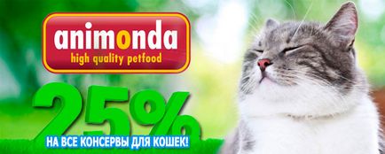 Felidae macska - cica (felide macskák és kiscicák), az online pet store