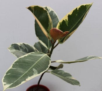 Ficus rugalmas Tineke