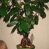 Ficus fajok és fényképeket fajtamegnevezésre (fajta szobanövények)