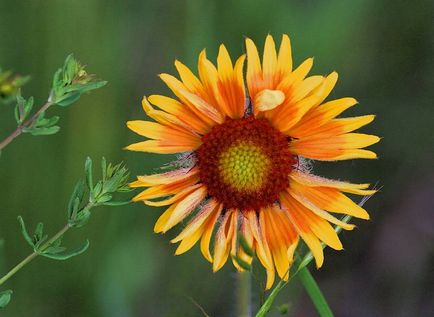 Photo Gaillardia virágok, palántanevelés, mikor és hogyan kell ültetni (növény erős cserje) Photo Gaillardia virágok, palántanevelés, mikor és hogyan kell ültetni