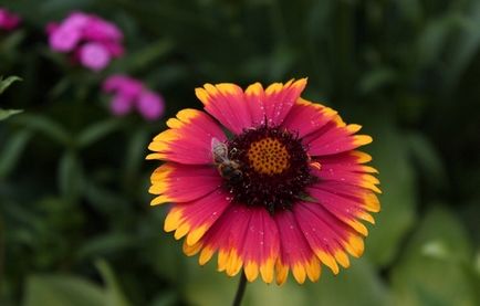 Gaillardia hosszú távú (41 fotó) Burgundia, Arizona sárgabarack, gyönyörű, arizonai san, ültetés, gondozás,