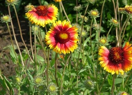 Gaillardia hosszú távú (41 fotó) Burgundia, Arizona sárgabarack, gyönyörű, arizonai san, ültetés, gondozás,