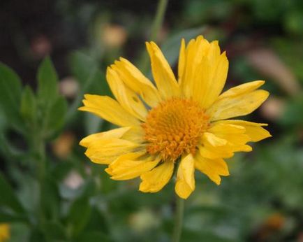 Gaillardia hosszú távú (41 fotó) Burgundia, Arizona sárgabarack, gyönyörű, arizonai san, ültetés, gondozás,