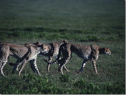 Cheetah - a leggyorsabb állat a földön