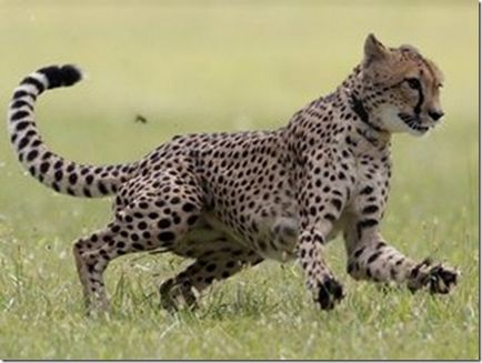 Cheetah - a leggyorsabb állat a földön