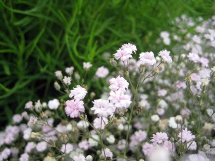 Gypsophila hosszú távú (50 kép), elegáns, paniculata, frottír, kúszó rózsaszín, flamingó