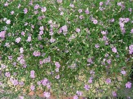 Gypsophila hosszú távú (50 kép), elegáns, paniculata, frottír, kúszó rózsaszín, flamingó