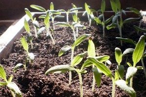 Gypsophila fajok és színes fotók, tanácsot növekvő