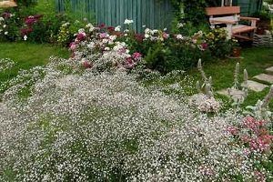 Gypsophila fajok és színes fotók, tanácsot növekvő