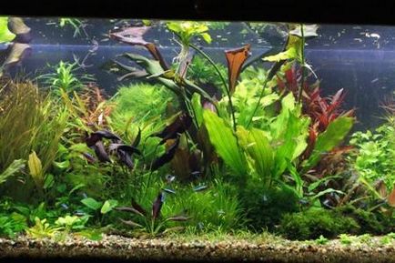 Holland akvárium vagy növényi élet a víz alatt