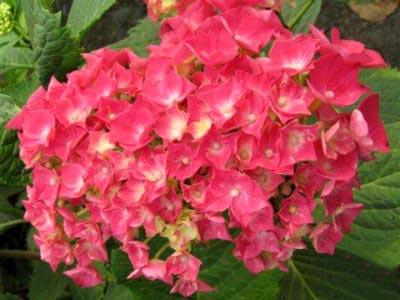 Hortenzia szoba otthoni gondozást locsolás és reprodukciós (Hydrangea szoba) Hortenzia szoba otthoni gondozást öntözés és a reprodukció