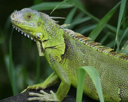 Iguana zöld tartalmat az otthoni gondozás és