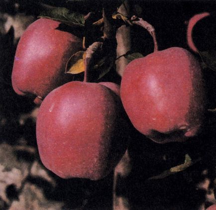Intenzív termesztési módszerekkel gyümölcsfák 1989 - Encyclopedia of kertész (gyümölcs) Intenzív termesztés gyümölcsfák 1989 - Encyclopedia of kertész