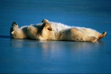 Érdekes tények az alvás állatok - a tények tengerében