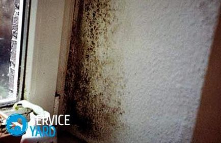 Hogyan kell kezelni a penész a falakon a lakásban, serviceyard-kényelmes otthon kéznél