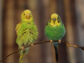 Milyen gyakran istállót budgies legutóbb vedlik