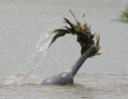 Delfinek gondozott udvarlás folyamat Dolphin - delfin és a természet - szól delfinek