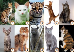 Melyek a macskák (faj képviselői a fajta)