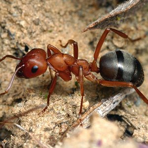 Hogyan lehet megszabadulni a hangyák az üvegházban, serviceyard-kényelmes otthon kéznél