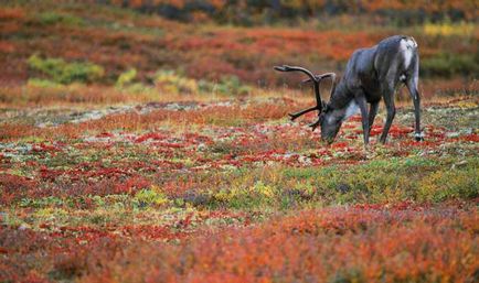 Hogyan kell felhívni a tundra, a növény- és állatvilág