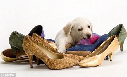 Hogyan elválaszt a kutya rágja cipő, iskolai alkalmazott etológia