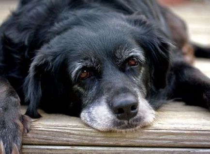 Hogyan elválaszt a kutya rágni a dolgokat (cipők, falak, kedvenc papucs) - április 21, 2016 - egy egészséges kutya