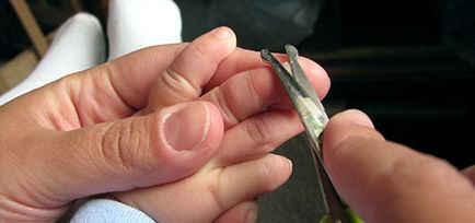 Hogyan lehet csökkenteni a baba köröm, növekvő lánya, egy fia van (vágni) Hogyan lehet csökkenteni a baba köröm, növekvő lánya, fia növekszik