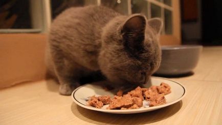 Hogyan takarmány egy brit macska - egészséges táplálkozás