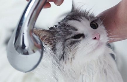 Hogyan fürödni egy macska otthon, hogy milyen gyakran és hogyan kell tanítani
