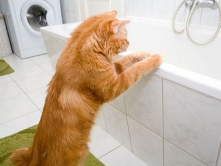 Hogyan fürödni egy macska otthon, hogy milyen gyakran és hogyan kell tanítani