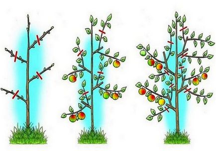 Hogyan lehet csökkenteni egy almafa tavasszal