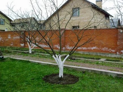 Hogyan lehet csökkenteni egy almafa tavasszal