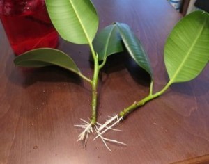 Hogyan terjednek Ficus macrophylla