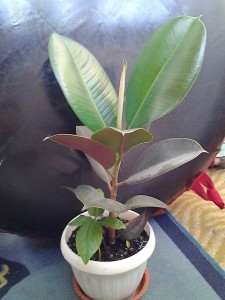 Hogyan terjednek Ficus macrophylla