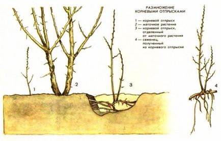 Hogyan terjednek homoktövis dugványok, gyökér csecsemők, rétegződés és magvak