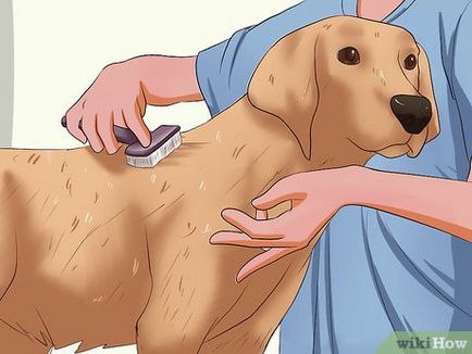 Hogyan lehet megoldani a problémákat, a bőr és a viszketés a kutyák