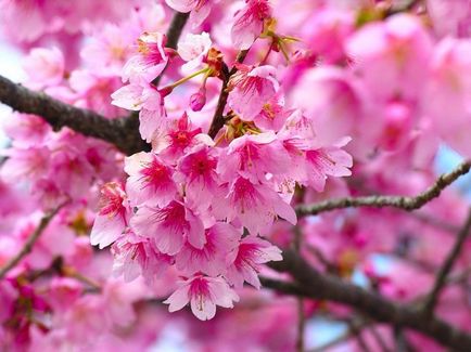 Hogyan készítsünk Sakura papír és édesség, saját kezűleg