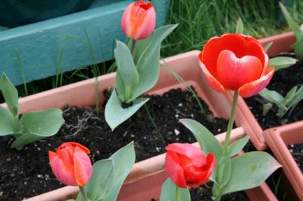 Hogyan kell tartani tulipán otthon ápolási