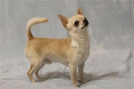 Hogyan Care egy Chihuahua - kis kutya szerelmeseinek klub