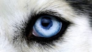Hogyan törődik a kutyák és macskák szeme, nedves-pont