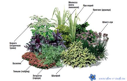 Milyen nagy lehet gyógynövények termesztése a kertben, egy szép ház és kert