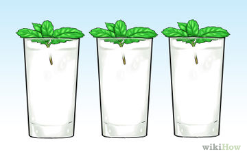 Hogyan növekszik hidroponikus saláta