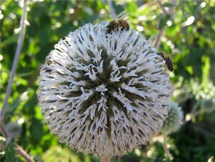 Hogyan termesztenek Echinops Gömbölyűfejű réteken és legelőkön - cikkek - méh paradicsom
