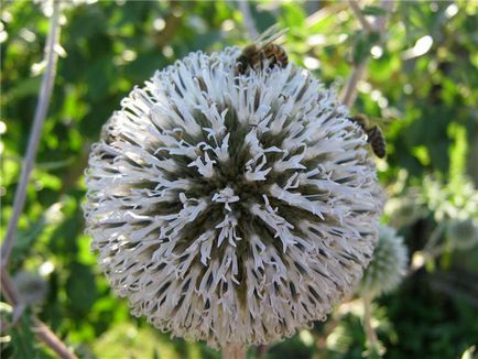 Hogyan termesztenek Echinops Gömbölyűfejű réteken és legelőkön - cikkek - méh paradicsom (növekvő Echinops Gömbölyűfejű) Hogyan termesztenek Echinops Gömbölyűfejű réteken és legelőkön - cikkek - méh paradicsom