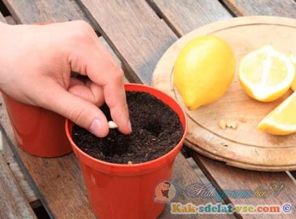 Hogyan növekszik a citromot a csont, vágás