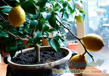 Hogyan növekszik a citromot a csont, vágás