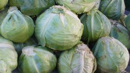 Hogyan kell tárolni a káposzta az otthon télen a pincében, hűtőszekrény és erkély (káposzta) Hogyan kell tárolni a káposzta az otthon télen a pincében, hűtőszekrény és erkély